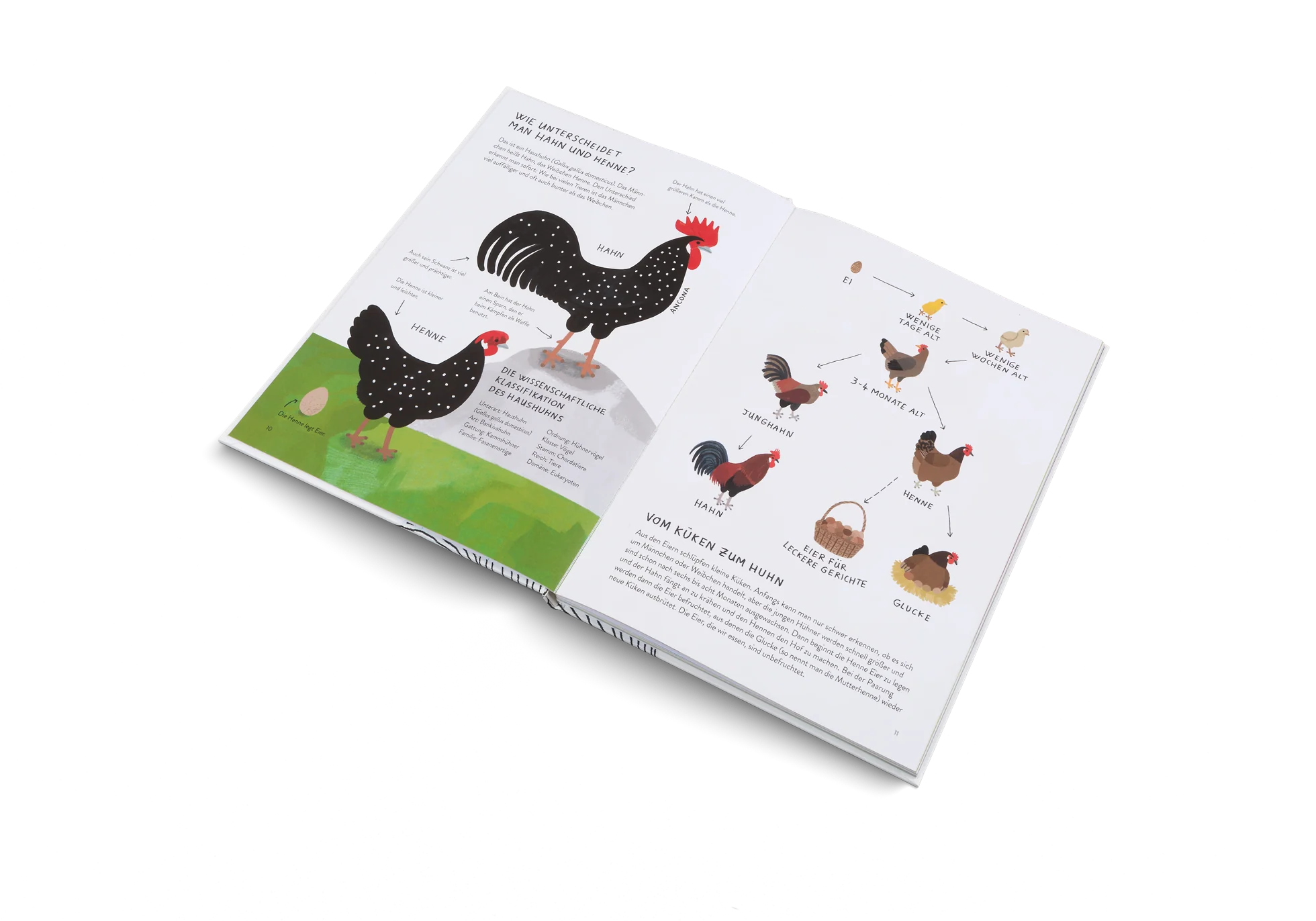Ich wollt' ich wär' ein Huhn - Image 4