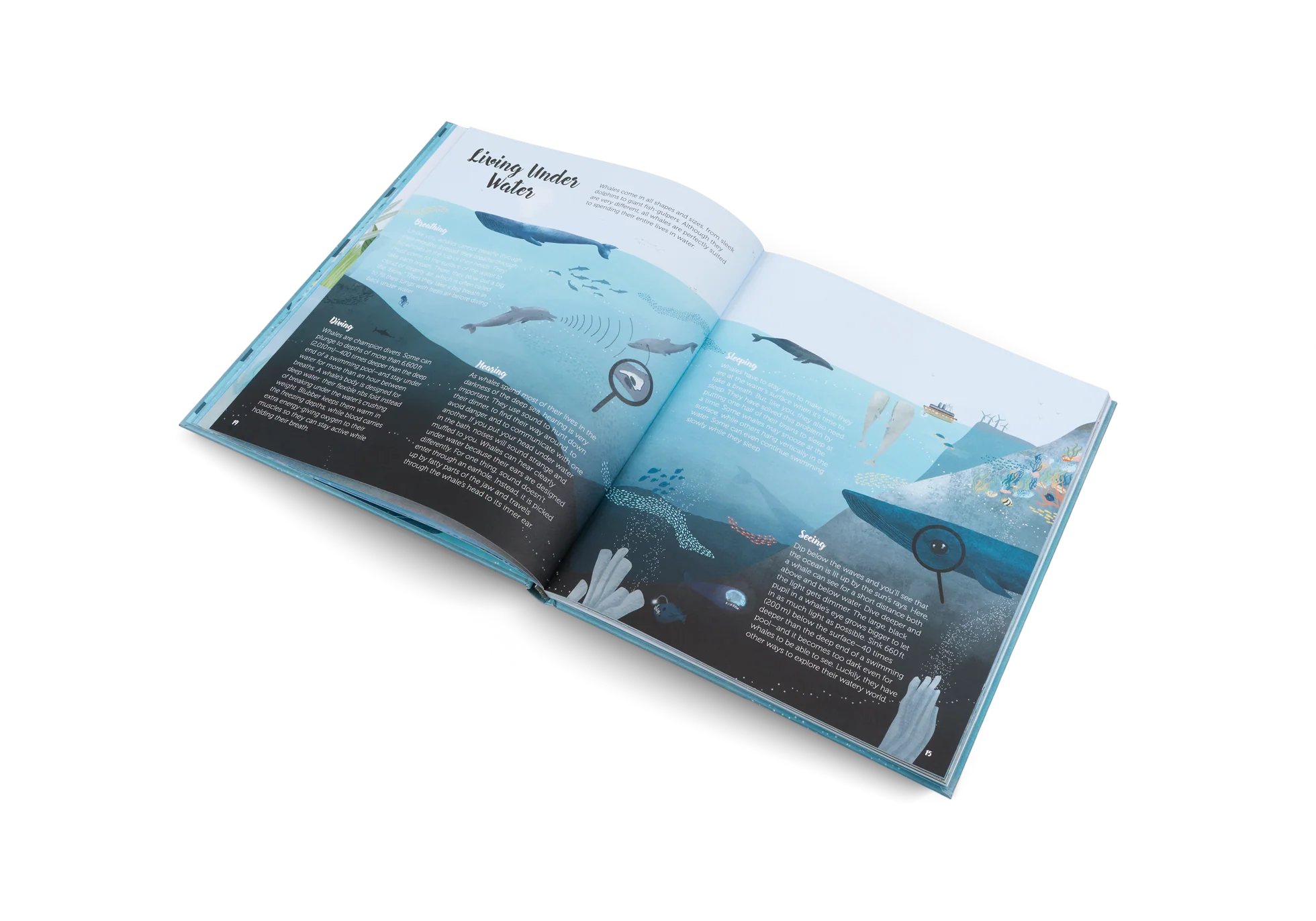 The World of Whales - Image 5