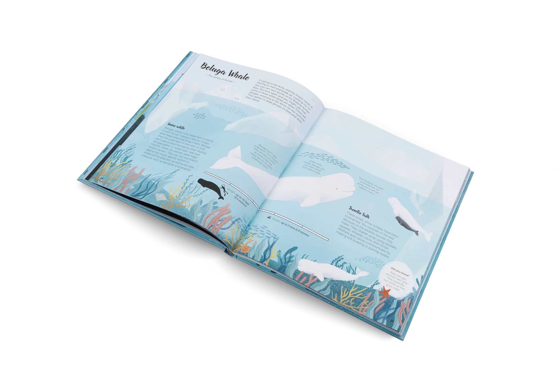 The World of Whales - Image 7