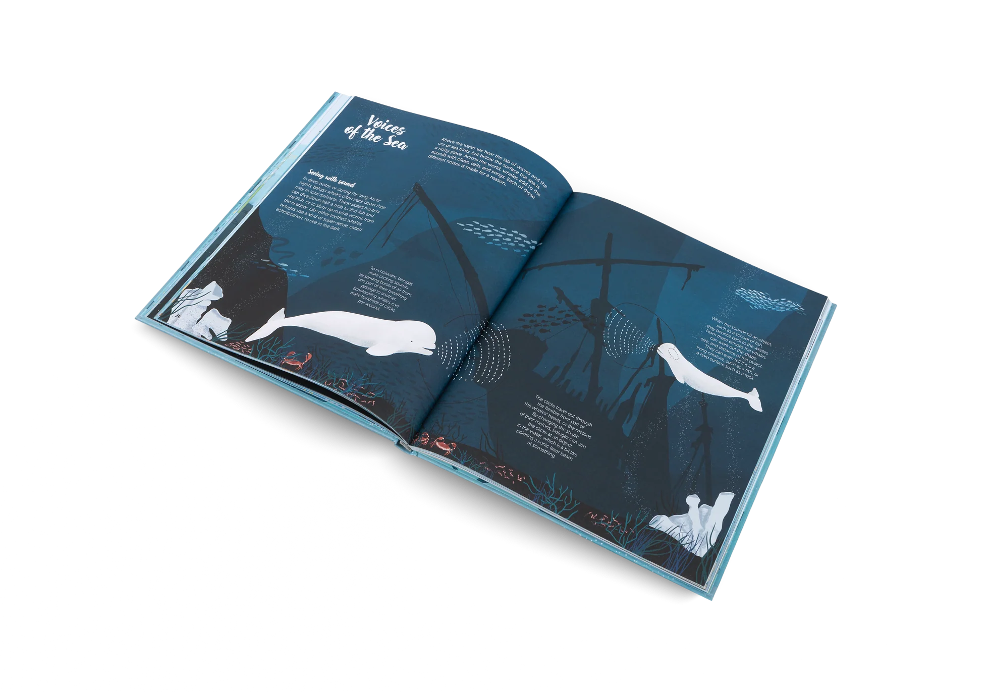 The World of Whales - Image 8